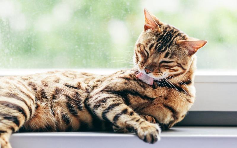 7 reasons for a dull coat in your cat