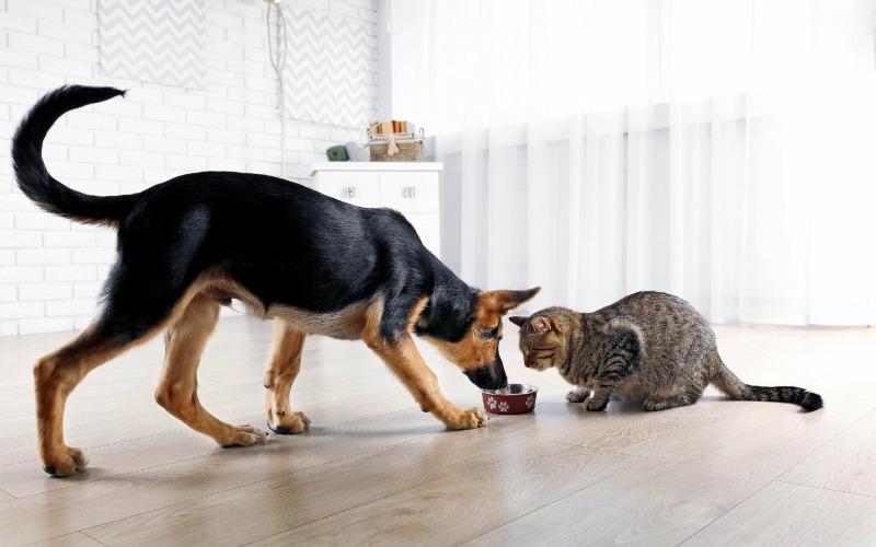  How do you choose the right food for your cat or dog?