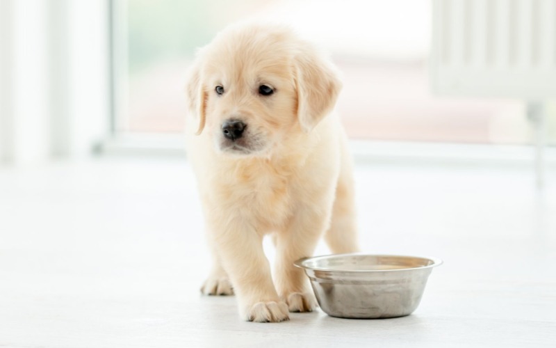 Wat is het belang van goede voeding voor jouw puppy?