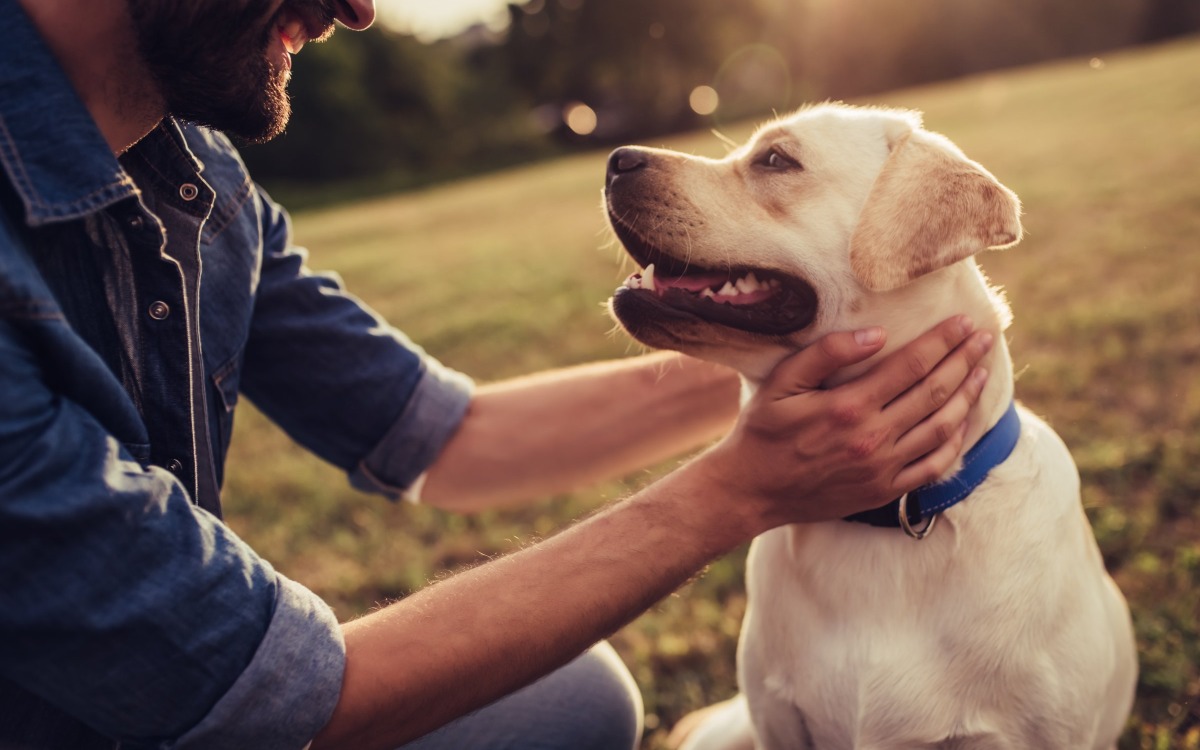 Really tasty food for dogs & cats
