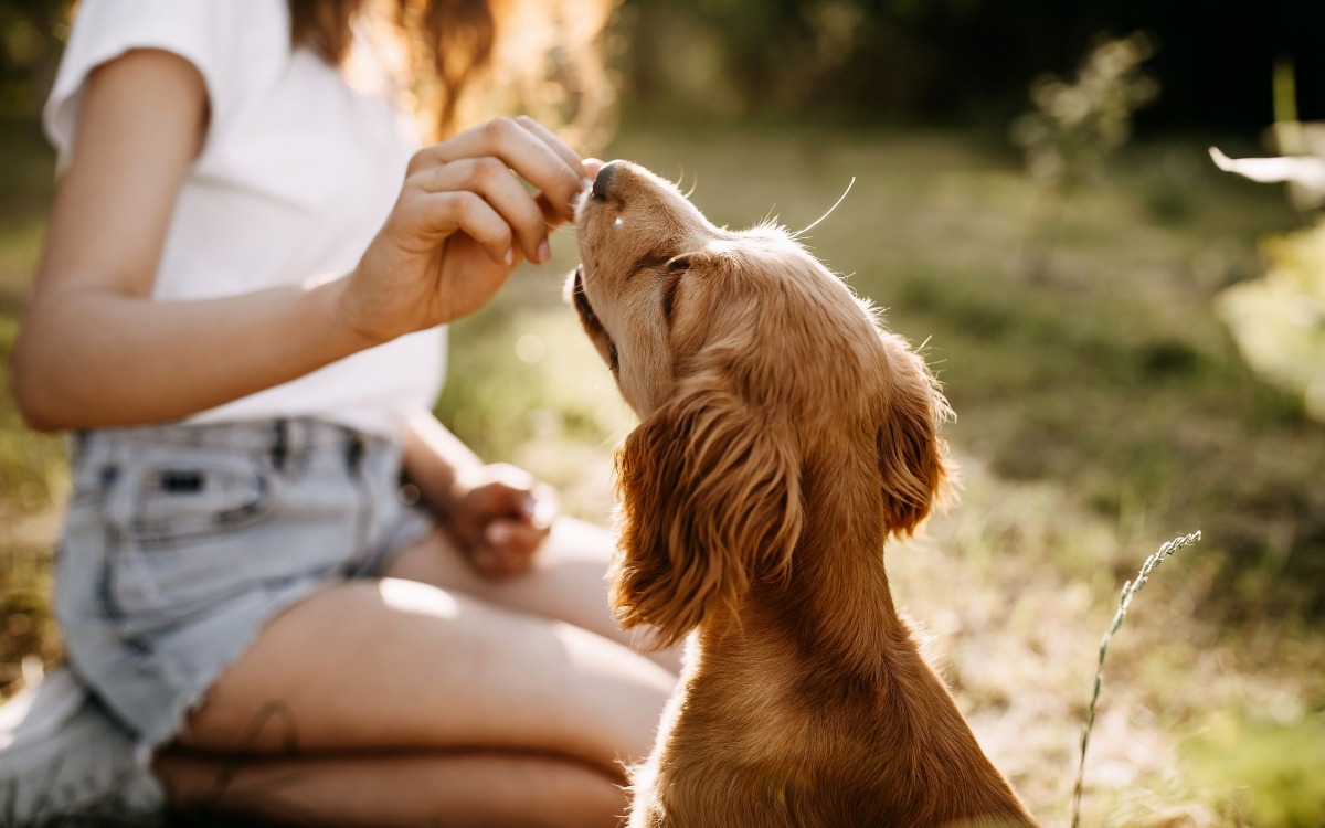 Écht lekker eten voor honden & katten
