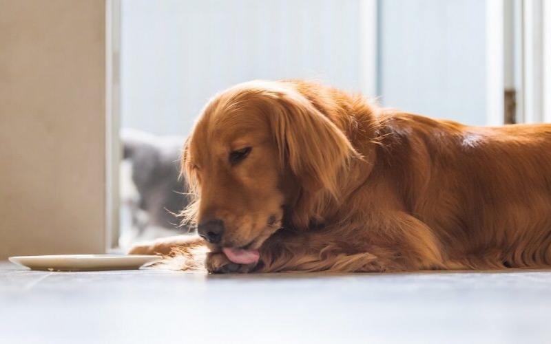 Verteerbaar voer voor je hond