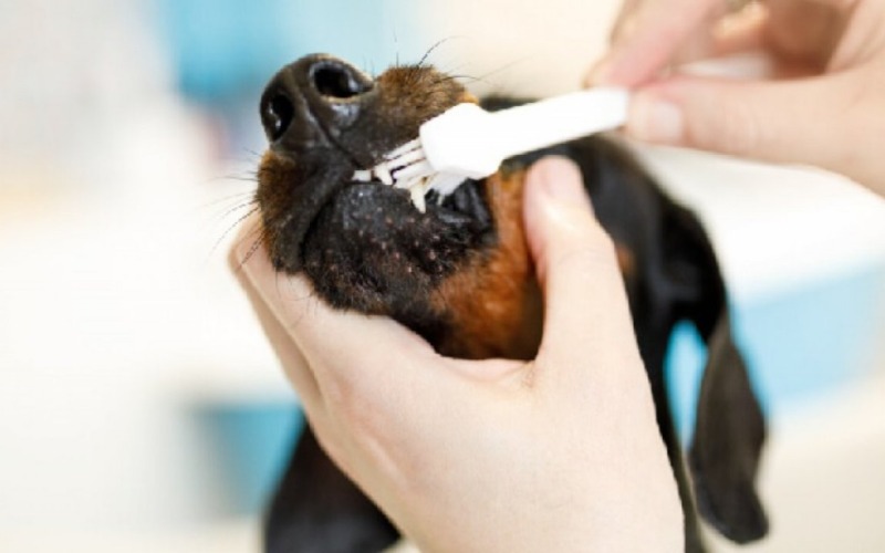 Zahnpflege für Ihren Hund