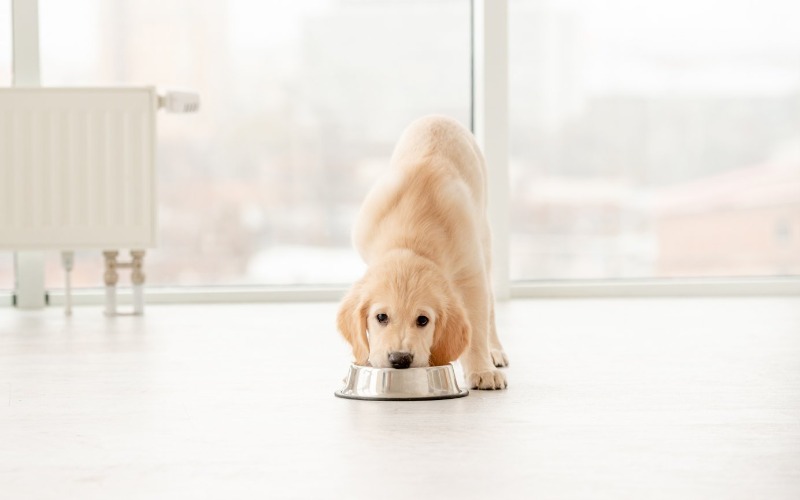 Voorkom overgewicht bij je hond