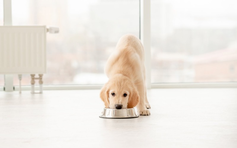 Prevent obesity in your dog