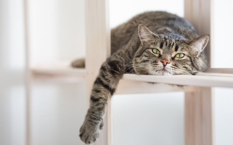 Auf diese Weise halten Sie Ihre Katze auf einem gesunden Gewicht