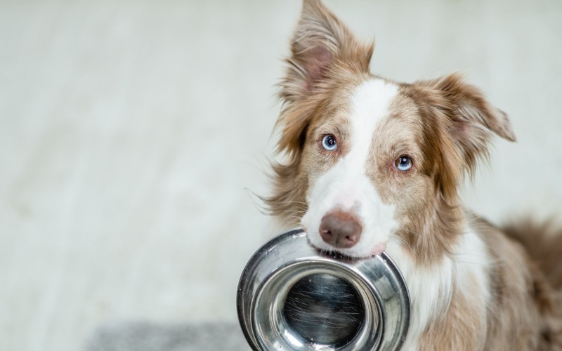 De juiste brokken voor het gebit van je hond