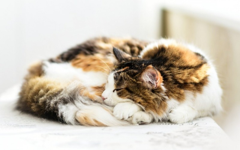 Possible causes of coat discolaration with your cat