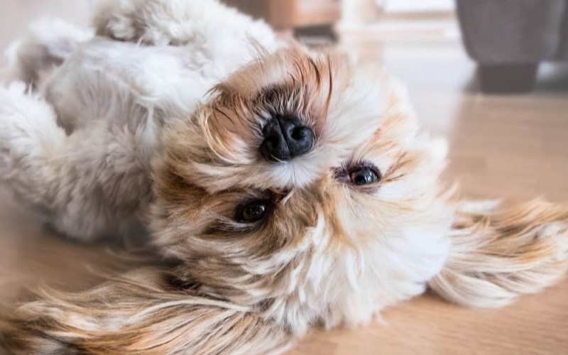 Mogelijke oorzaken vachtverkleuring bij je hond