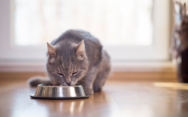Easily digestible food for your cat