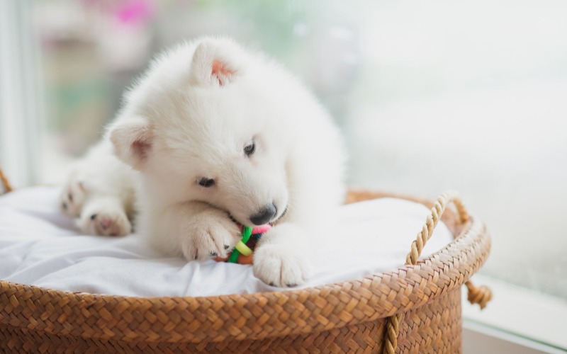 This is how dogs change their teeth