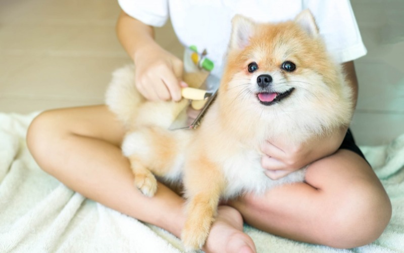 5 Tipps für ein gesundes Fell bei Ihrem Hund