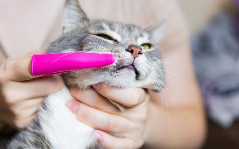 Tandsteen bij katten