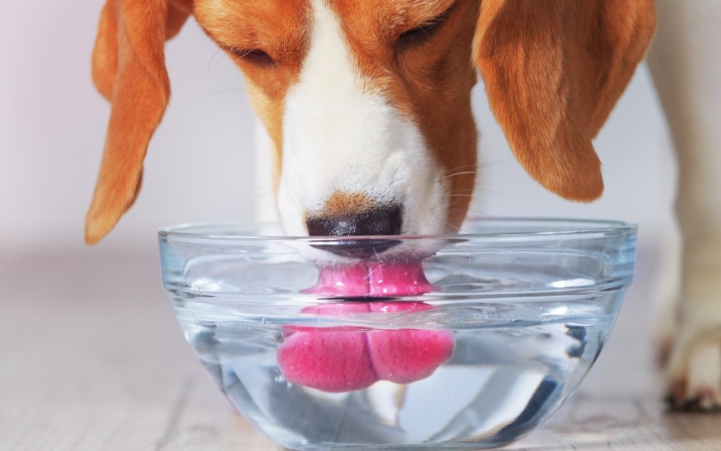 Belang van water drinken bij honden