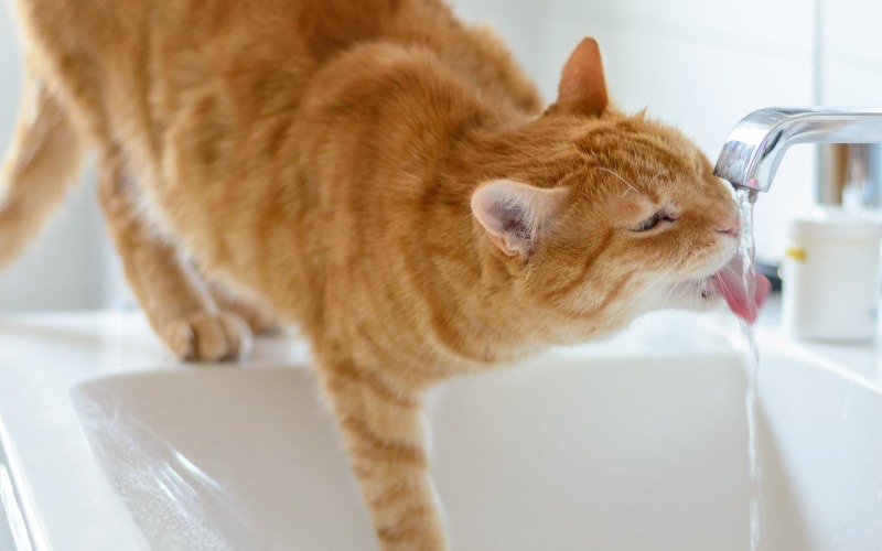 Tips to get your cat to drink more