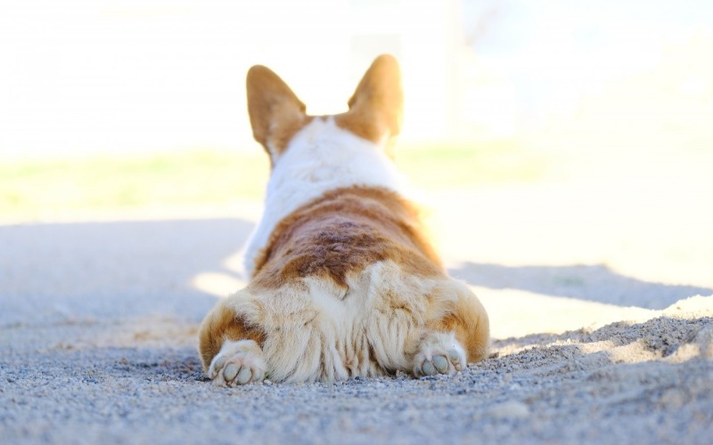 Voorkom verstopte anaalklieren bij je hond