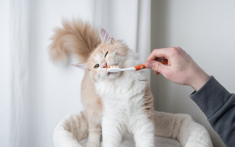 7 steps to brushing your cat's teeth
