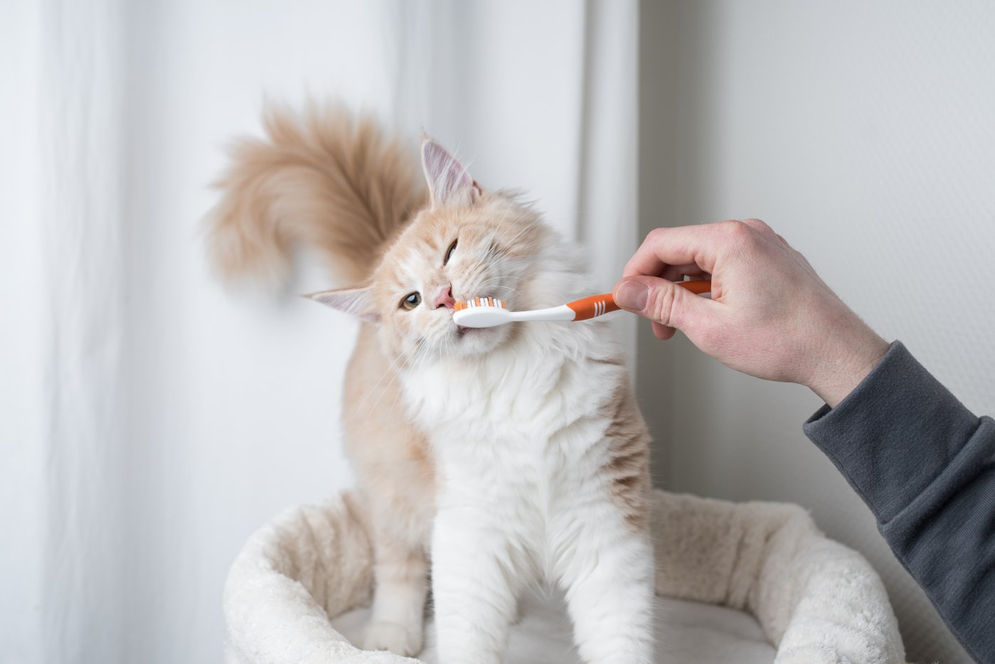 What is the Best Way to Use a Cat Toothbrush? 2