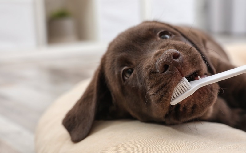 5 redenen om tanden te poetsen bij je hond