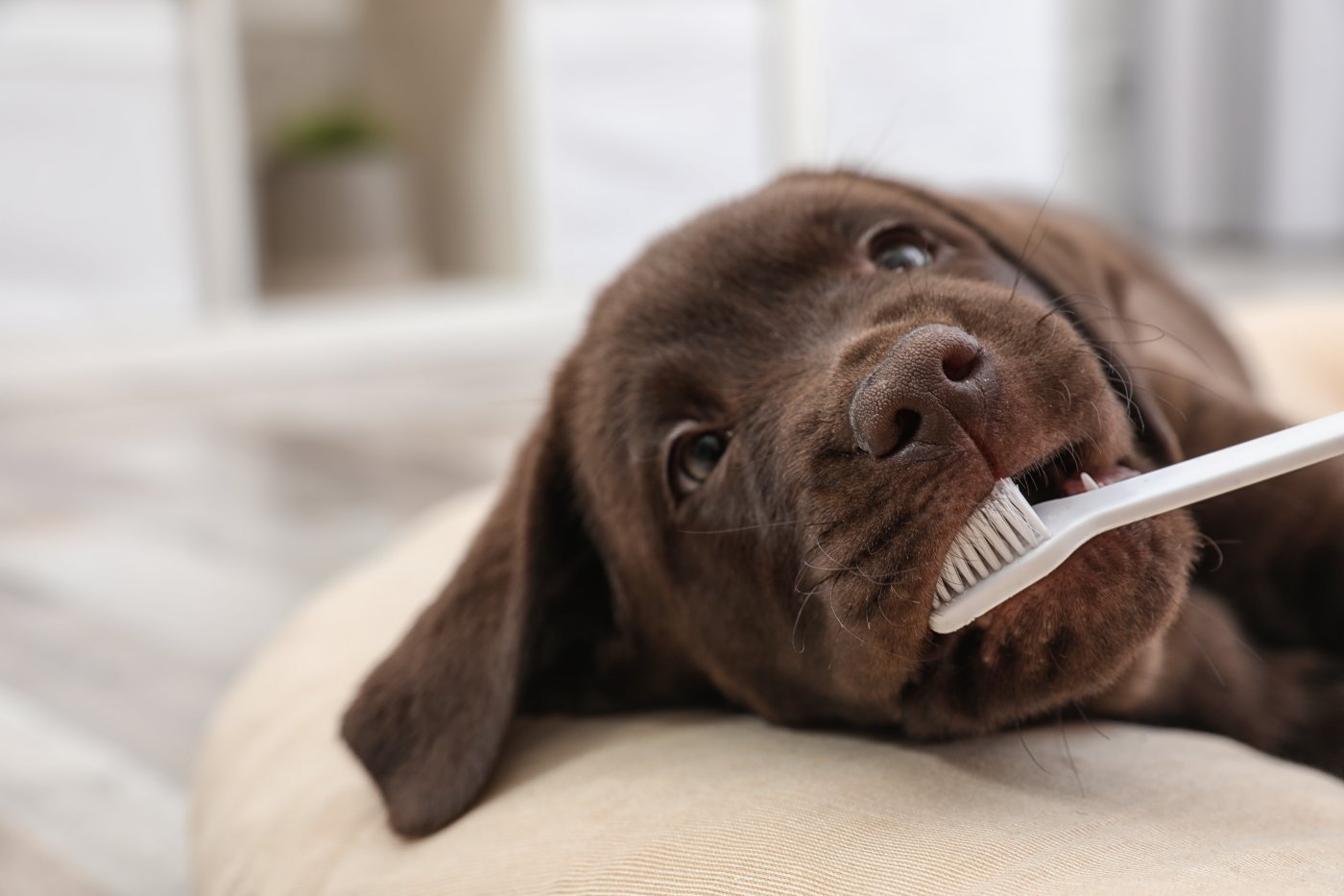 Dog eats toothpaste hot sale
