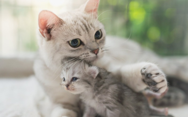 Dies ist das ideale Gewicht für Kätzchen und Katzen