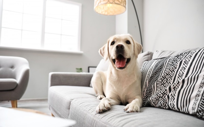 Oorsprong van droge huidschilfers bij honden