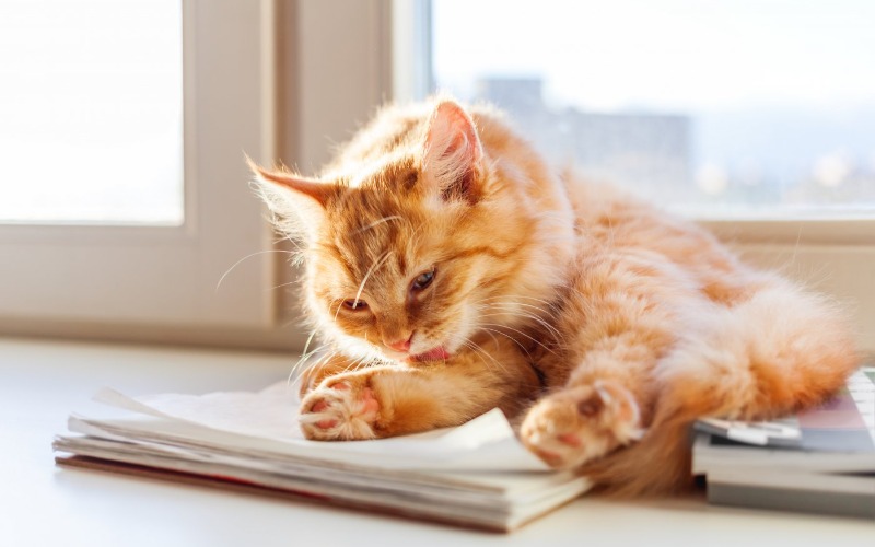 Zo herken en voorkom je vervilting van de kattenvacht