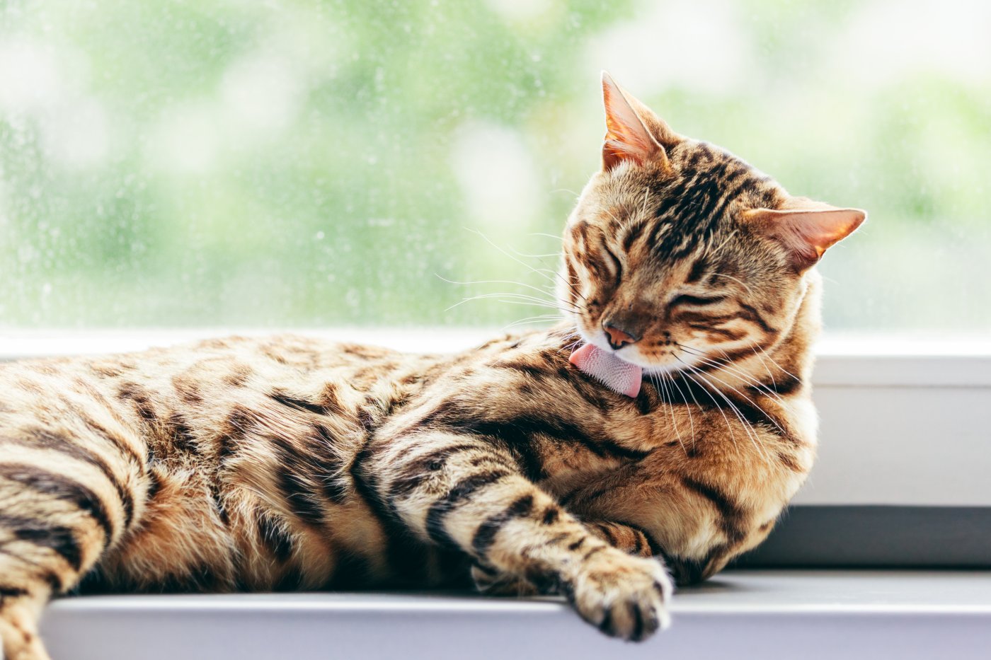 krassen Trechter webspin komen 7 redenen voor een doffe vacht bij je kat