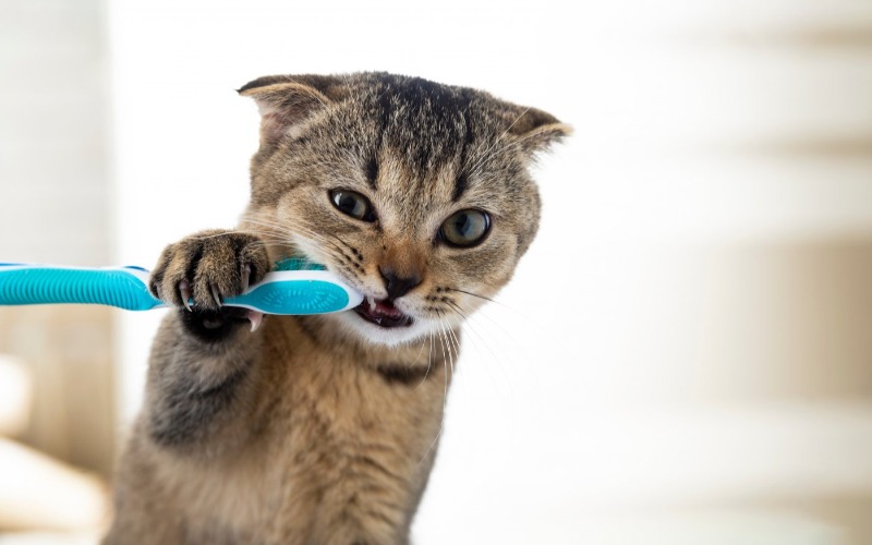 Zahnpflege für Ihr Kätzchen
