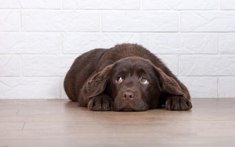 Stress bij honden herkennen, oplossen en voorkomen