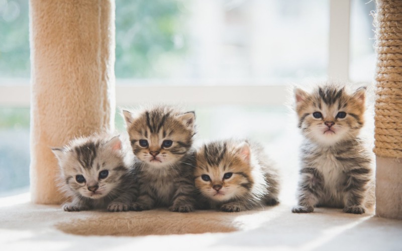 3 belangrijke fases in de groei van je kitten