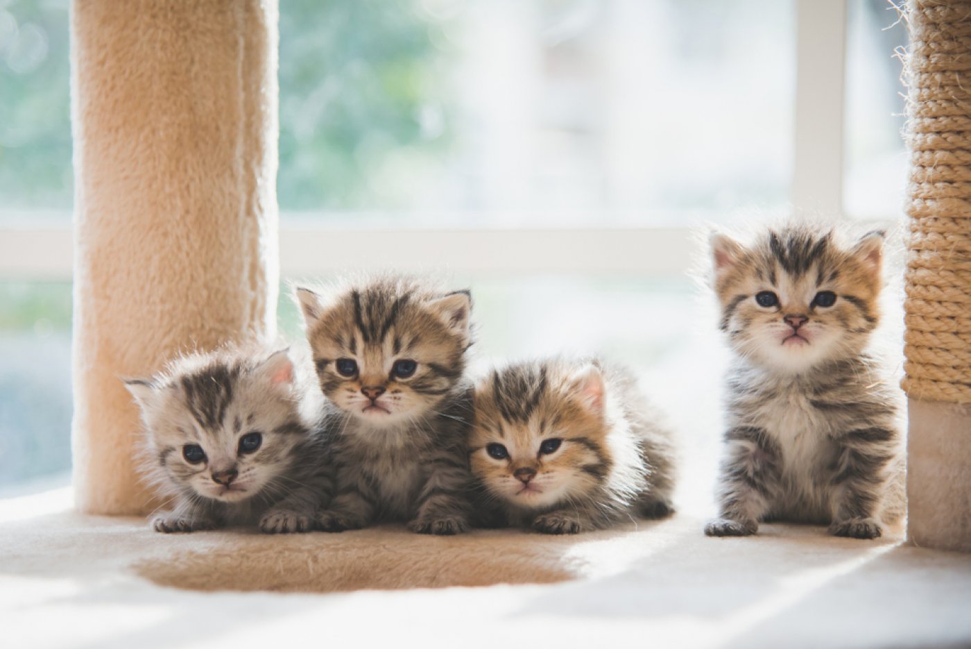 3 belangrijke fases in de groei van kitten