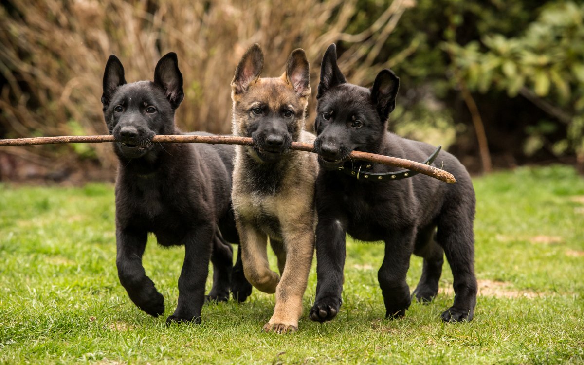 Een goede start voor de puppy’s / kittens