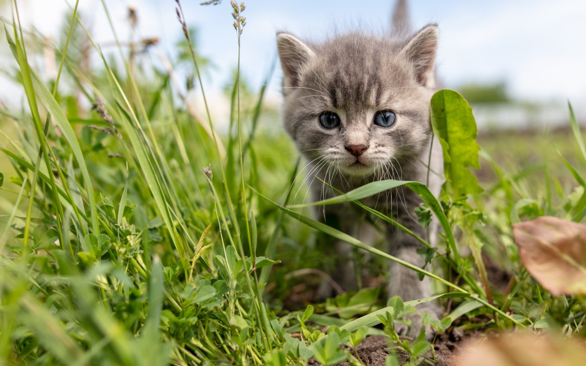 Een goede start voor de puppy’s / kittens