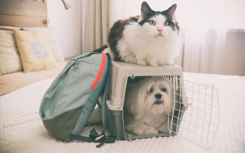 Tips voor reizen met je huisdier