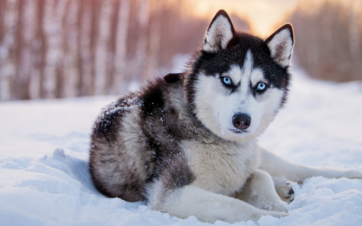 Het beste voer voor je energieke en avontuurlijke Husky.