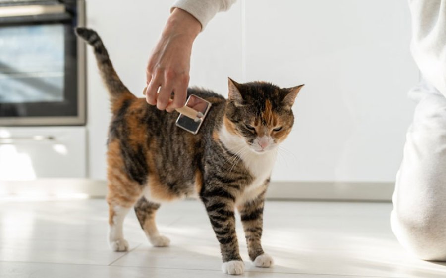Hoe haarballen bij katten te voorkomen