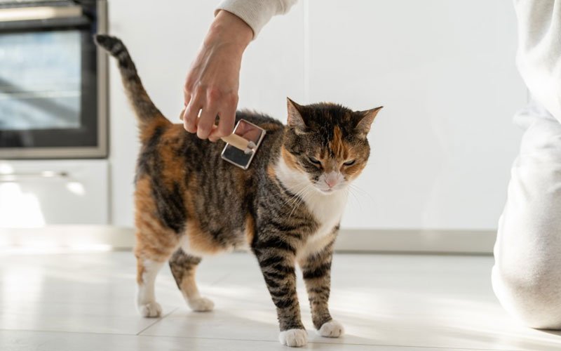 Hoe haarballen bij katten te voorkomen