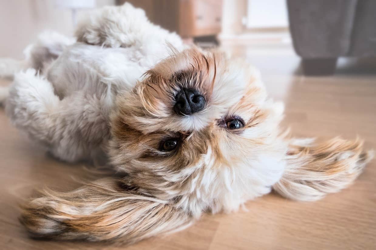 what to feed dog for shiny coat