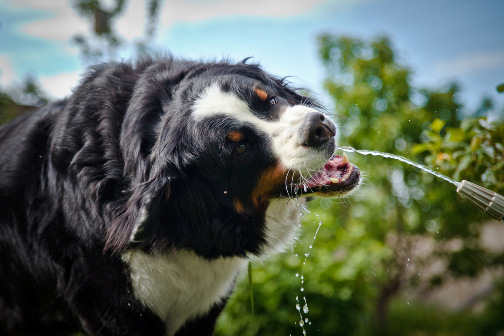 dog choking on water