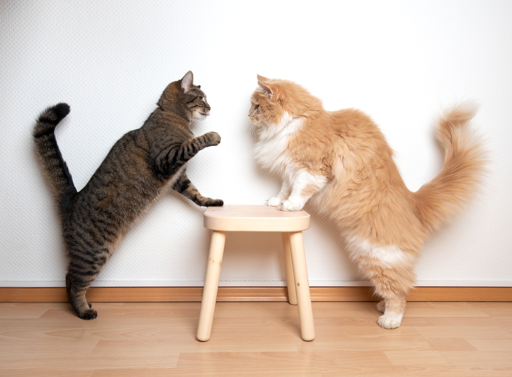 geeuwen rijm sterk Dit is het ideale gewicht van kittens en katten | Fokker Petfood