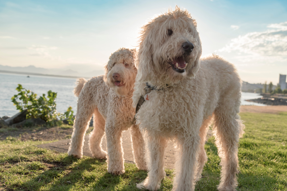 labradoodle wool coat