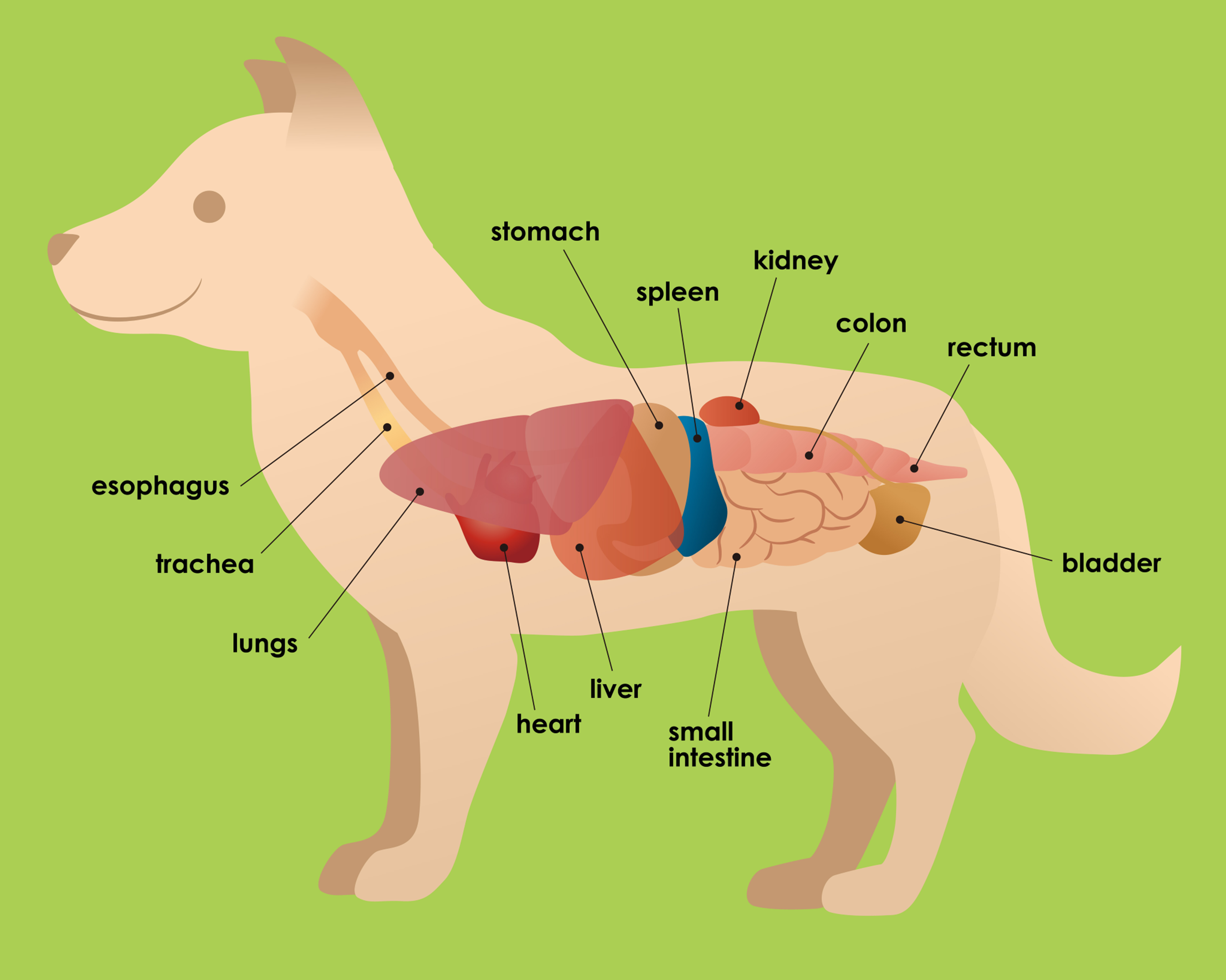 Селезенка у котов. Анатомия чихуахуа внутренние органы. Анатомия внутренних органов шпица. Расположение органов у собаки. Внутренние органы собаки схема.